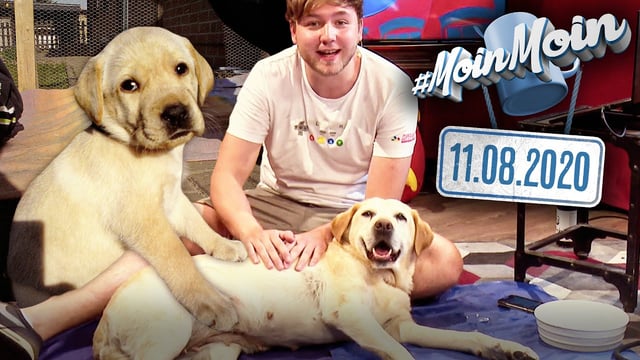 Noch mehr Hunde auf Rocket Beans TV!? | MoinMoin mit Sandro